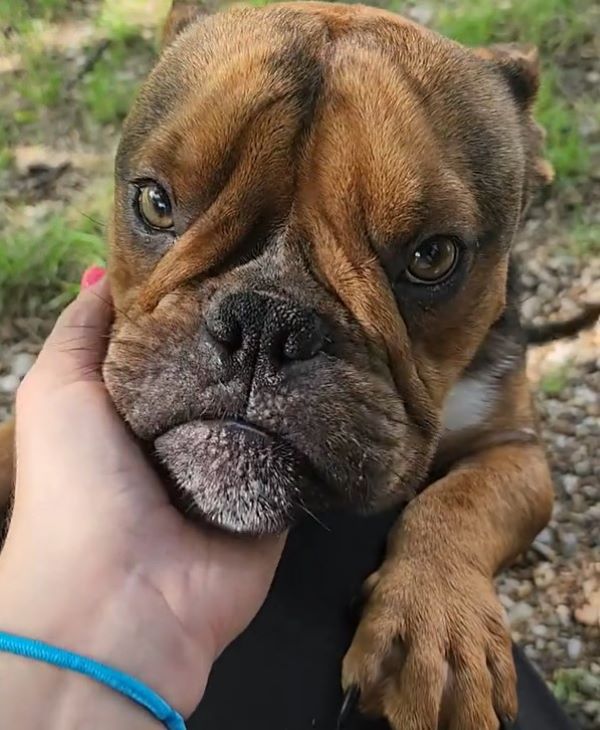 woman petting adopted dog