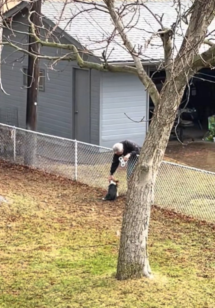 woman petting dog over fence