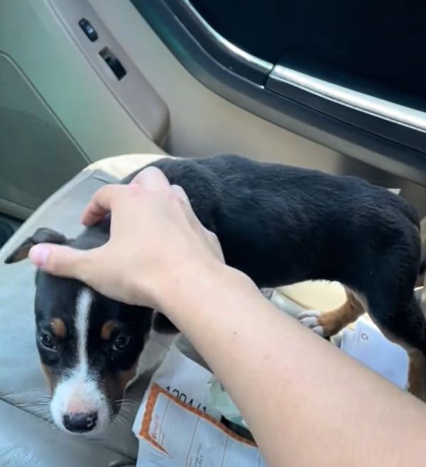 woman petting tiny black dog