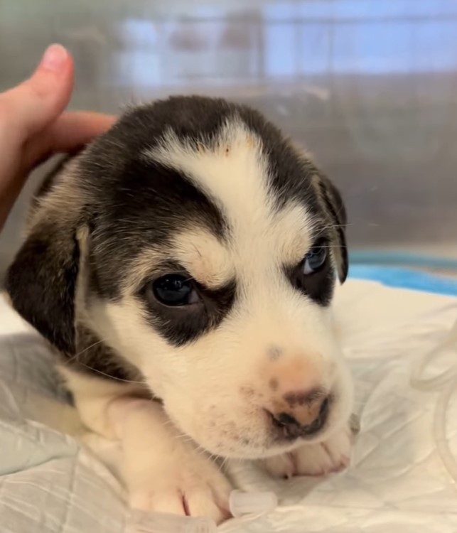 woman petting very cute puppy