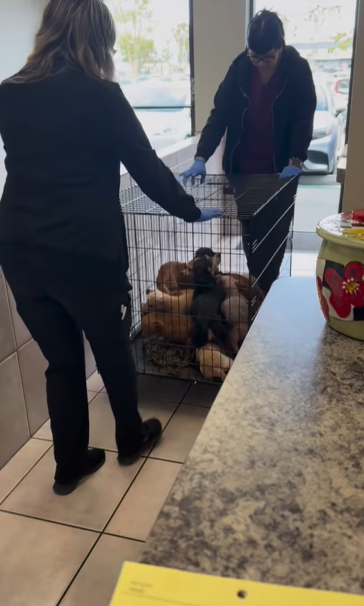 women and puppies