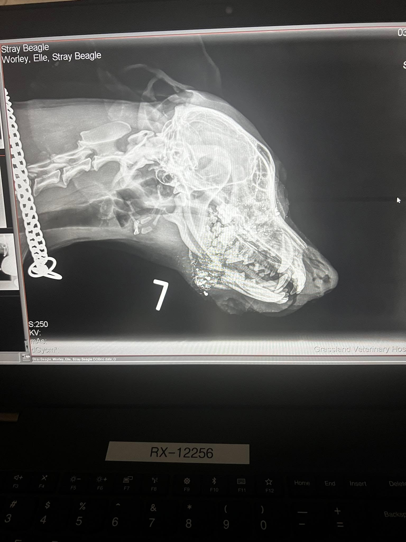 x-ray of dog