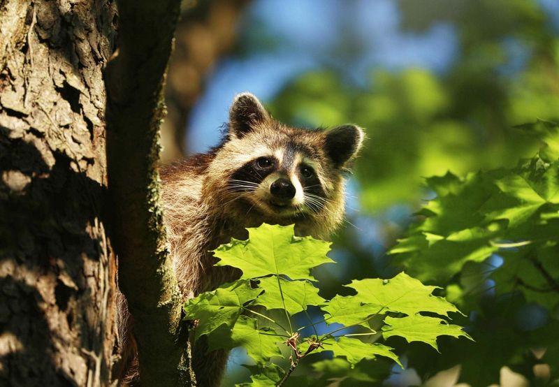 2. North American Raccoon (Procyon lotor): Midnight Bandits