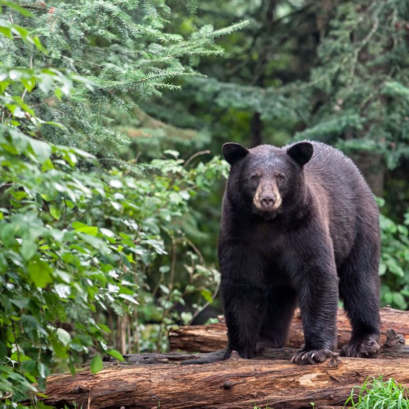 Black Bear