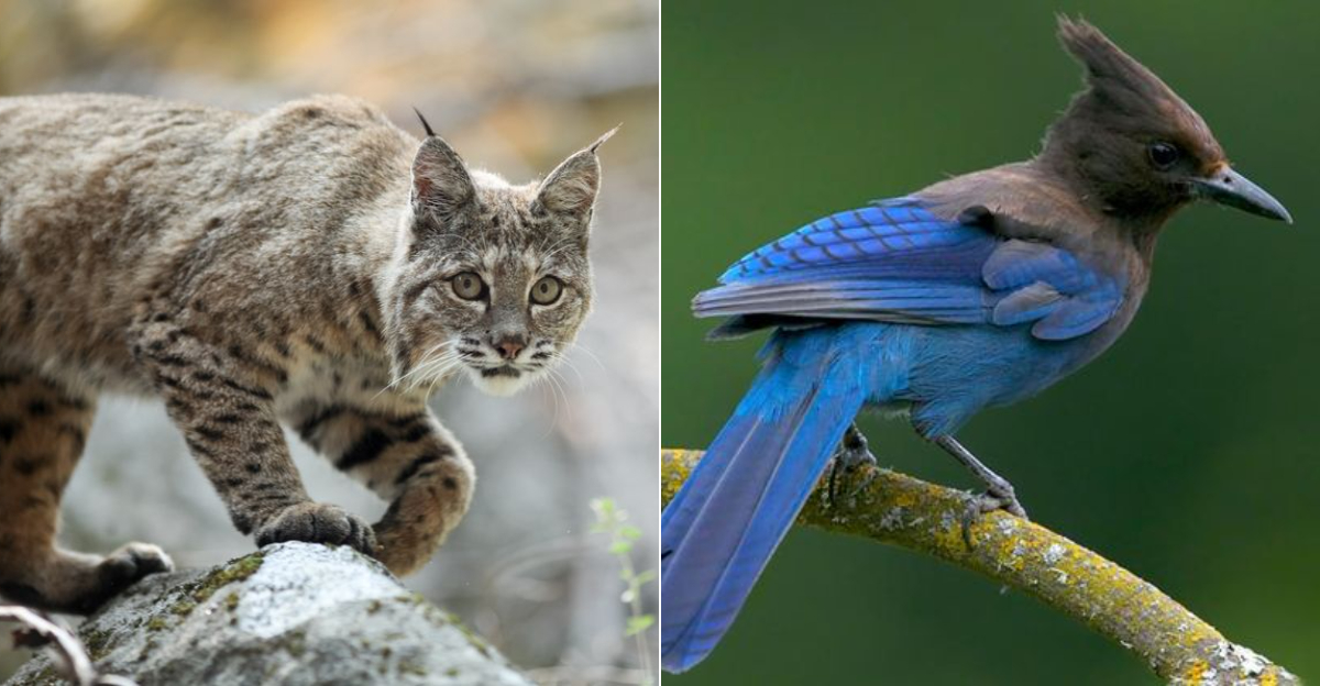 10 Animals You Might Spot In Yosemite National Park, California