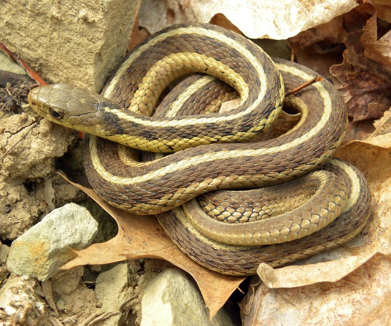 Eastern Garter Snake: The Gardener's Friend