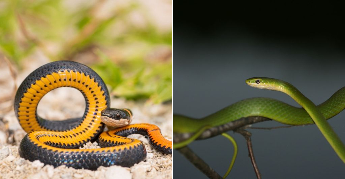 10 Backyard Snakes In Pennsylvania Every Resident Should Know