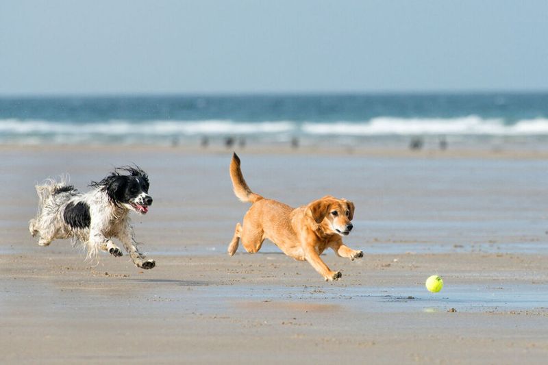 Freeman Park: Canine Paradise at Carolina Beach