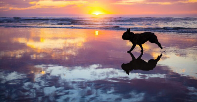 10 Best Dog-Friendly Beaches In North Carolina To Visit In Summer 2025