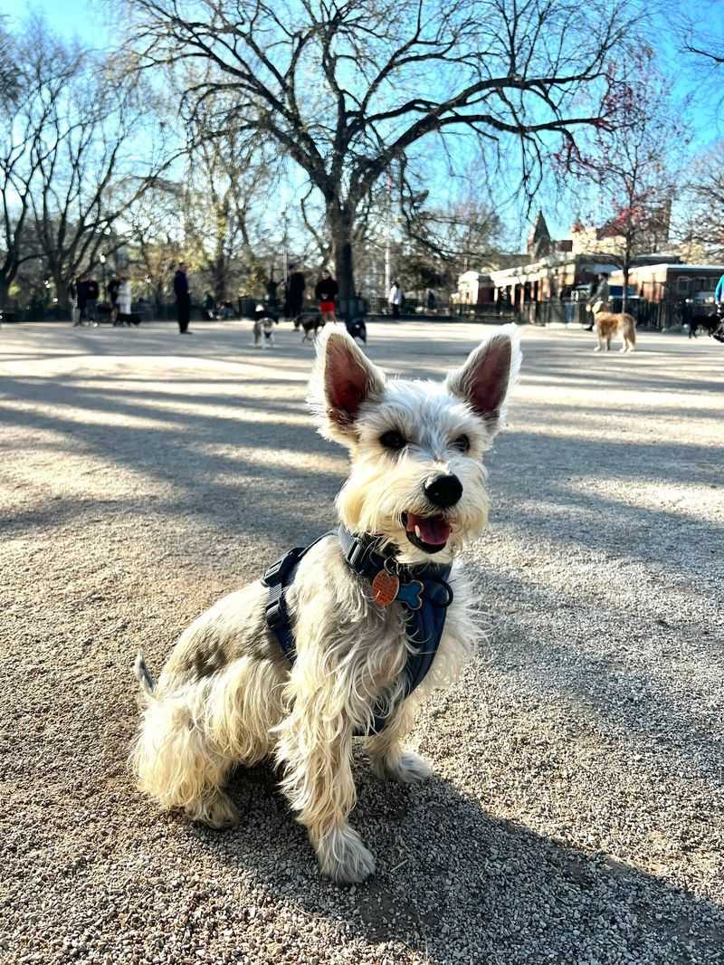 Tompkins Square Park Dog Run: The OG Puppy Playground