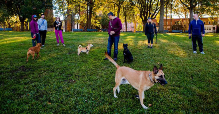 10 Best Dog Parks In New York City For Playdates And Socializing Your Pup