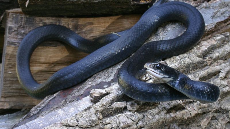 Black Racer (Coluber constrictor)