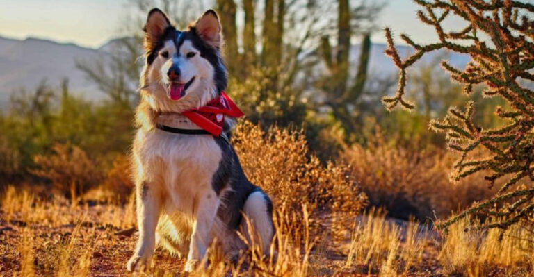 10 California Campsites Where Your Dog Can Enjoy The Great Outdoors