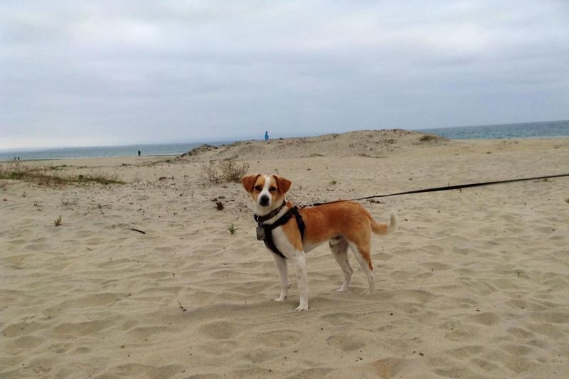 San Diego's Year-Round Canine Heaven