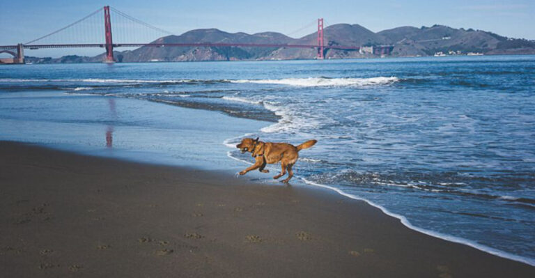 10 California Cities Perfect For Pet-Friendly Adventures With Your Dog