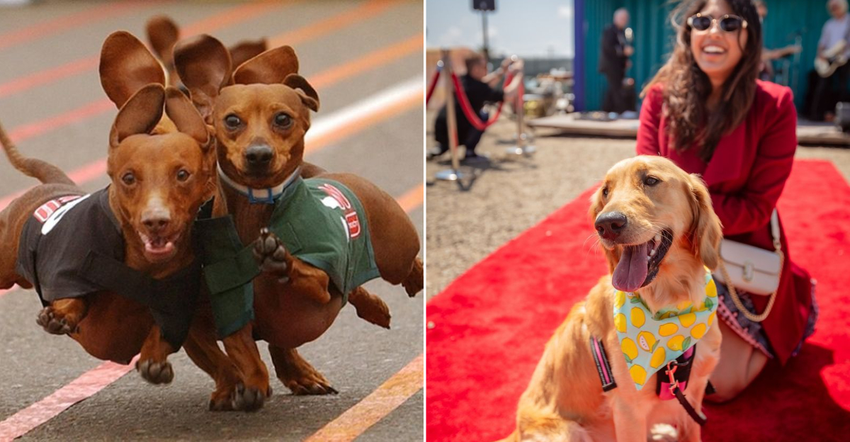 10 California Festivals Where Dogs Are More Than Welcome
