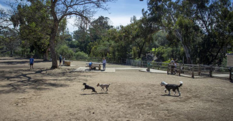 10 California Parks That Let Your Dog Run Free All Day