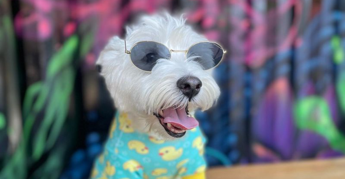 10 Chicago Rooftop Venues Offering Certified “Dog Menus”