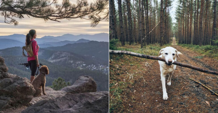 10 Clear Signs Your Dog Is Living Its Best Life In The Colorado Mountains