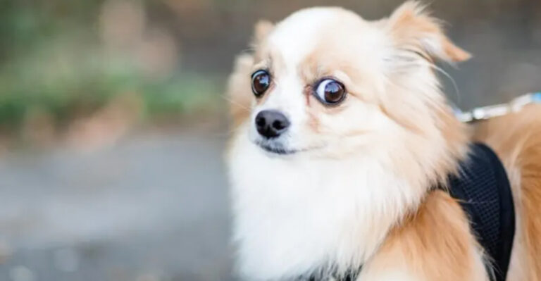 10 Common Dog Problems Every New York City Pet Owner Faces