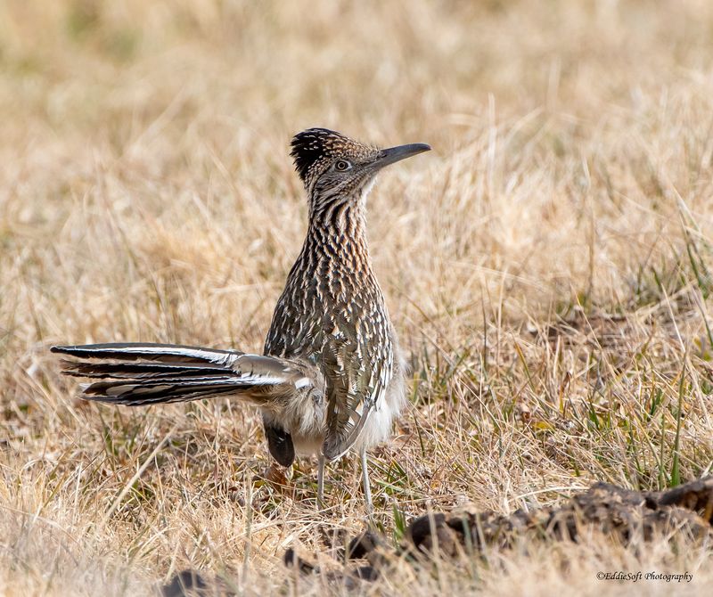 Beep-Beep! The Speedy Greater Roadrunner