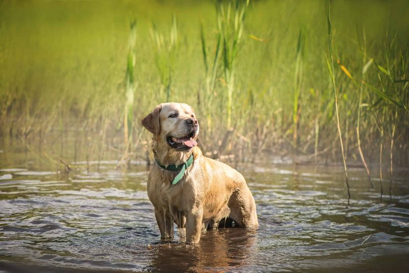 Labrador Retriever