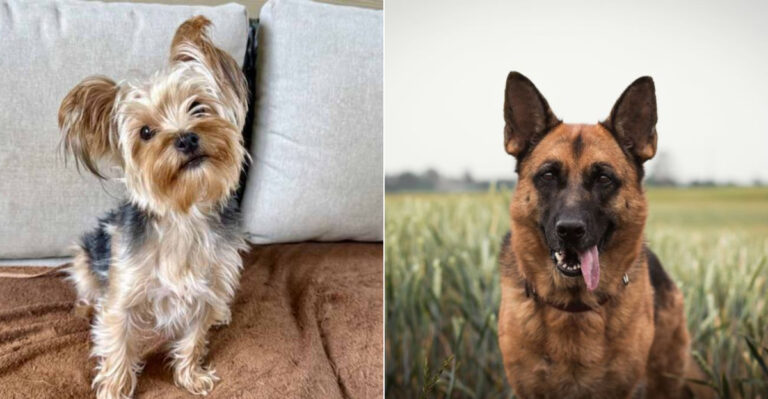 10 Dog Breeds Georgia Owners Can’t Get Enough Of