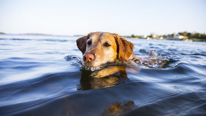Labrador Retriever: Water-Loving Sunshine Buddies