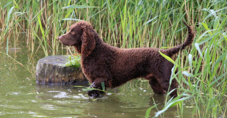 10 Dog Breeds Perfect For Florida Beaches And Why You Should Care About Their Skin In The Sun