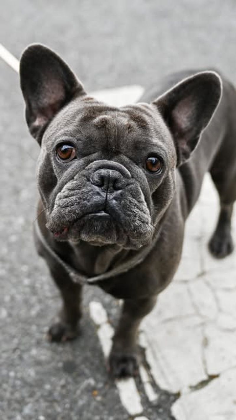 French Bulldog: The Apartment All-Star