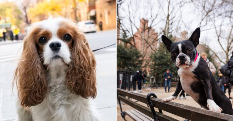 10 Dog Breeds Perfectly Suited To New York (City & Upstate)