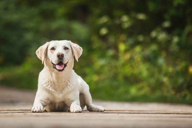 Labrador Retriever: Pennsylvania's All-Weather Companion