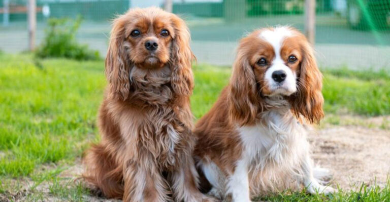 10 Dog Breeds That Are Easy To Train For Pennsylvania’s First-Time Owners