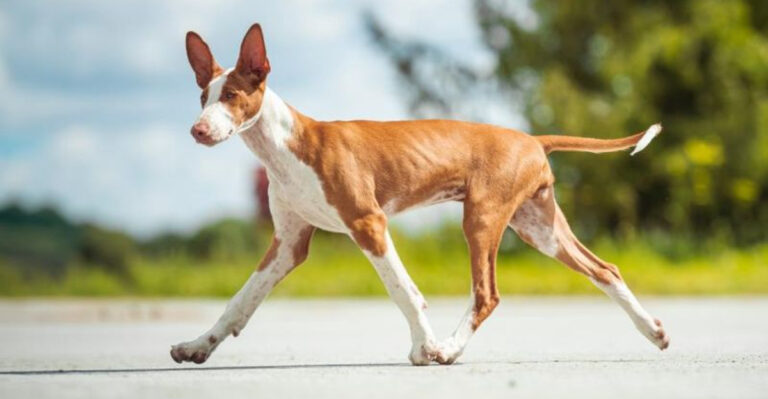 10 Dog Breeds That Handle Arizona’s Triple-Digit Heat With Ease