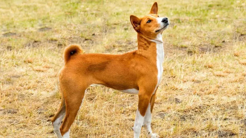 Basenji: The Barkless Desert Navigator