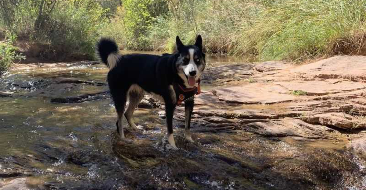 10 Dog-Friendly Hiking Spots In Utah Your Pup Will Enjoy