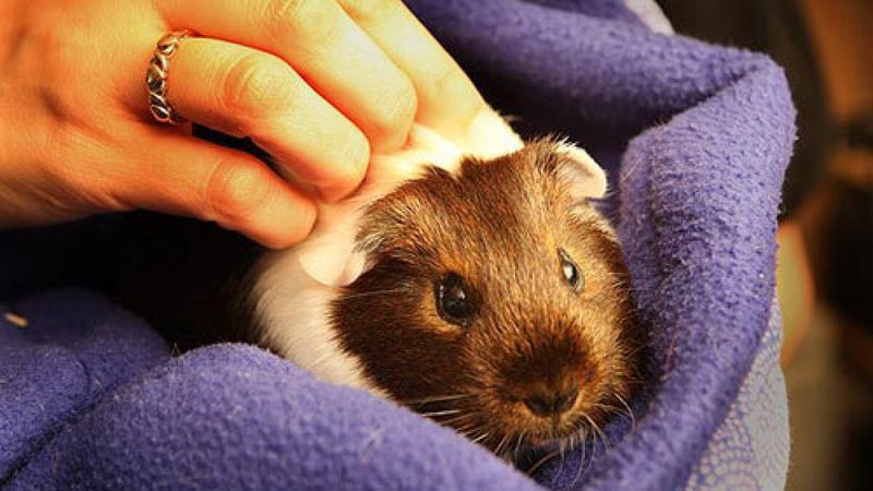 Guinea Pigs