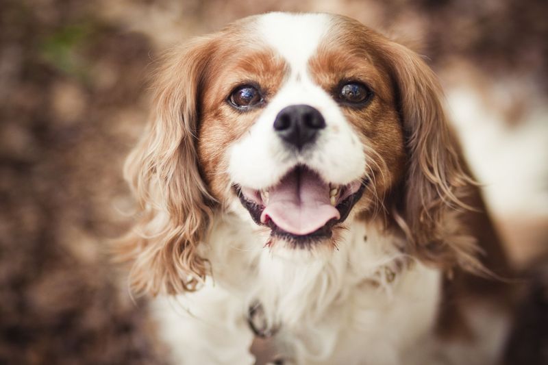Cavalier King Charles Spaniel: The Royally Gentle Companion