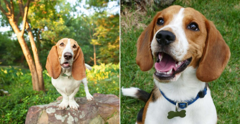10 Dogs That Are Surprisingly Gentle With Small Pets (Including Guinea Pigs!)