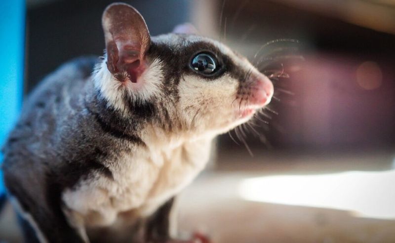 Legal Exotic Pets in Arizona