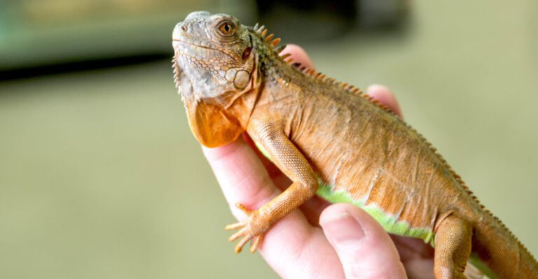 10 Essential Facts About Owning Exotic Pets In Arizona