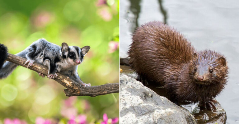 10 Exotic Pets That Are Legal In Michigan