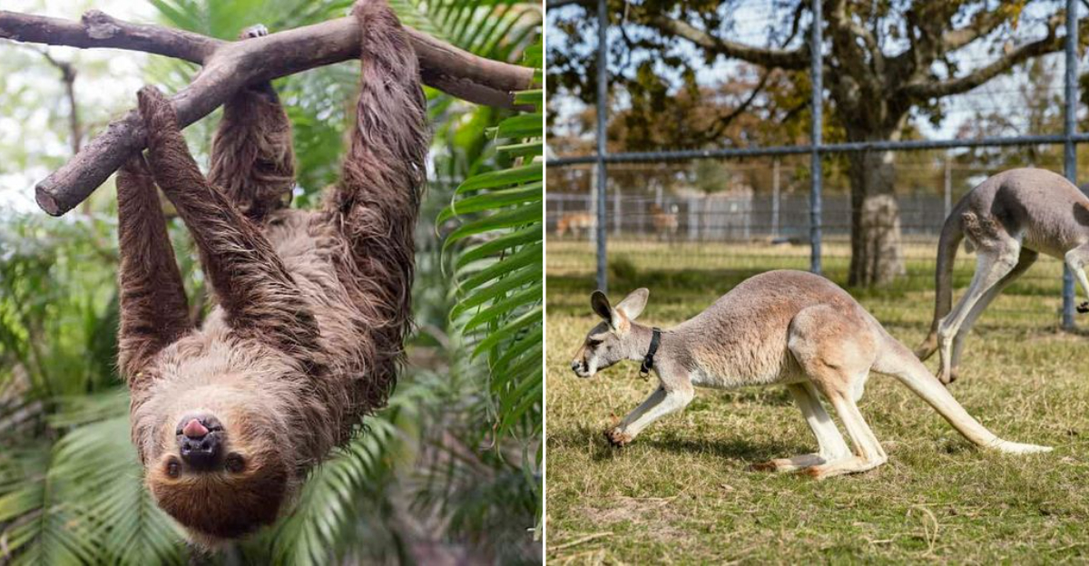 10 Exotic Pets That Are Legal To Keep In Texas