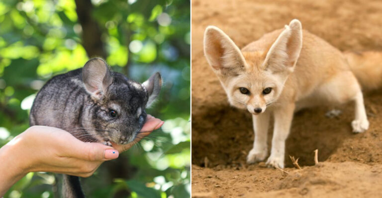 10 Exotic Pets You’re Allowed To Own In Nevada (And How To Care For Them)