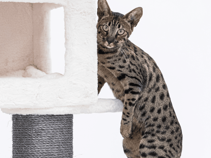 Savannah Cat: Half-Wild Feline Friend