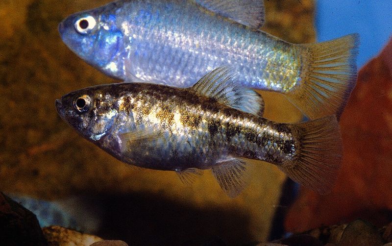 Choose Heat-Tolerant Fish Species