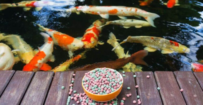 10 Expert Tips For Raising Fish In Arizona’s Hot Climate