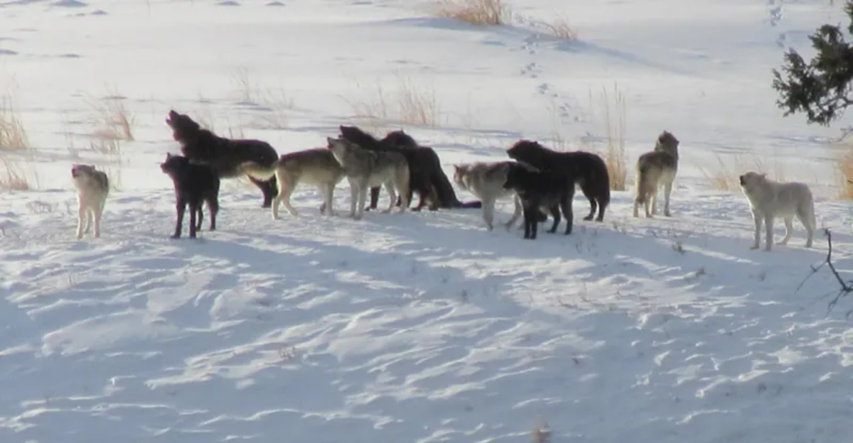 10 Facts About Researchers Discovering The Biggest Wolf Pack Living In The U.S.