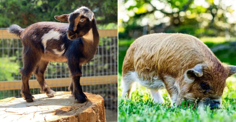 10 Farm-Friendly Pets To Think About For Rural Kansas Living