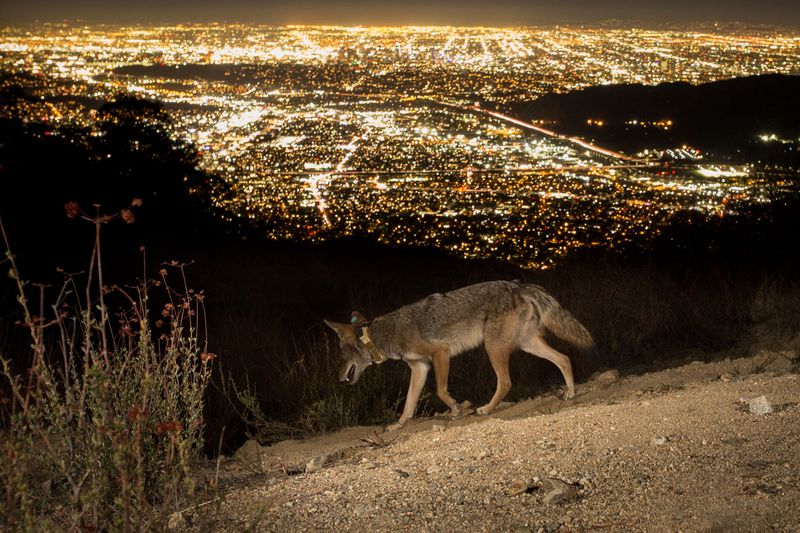 Coyotes Are Urban Survivors